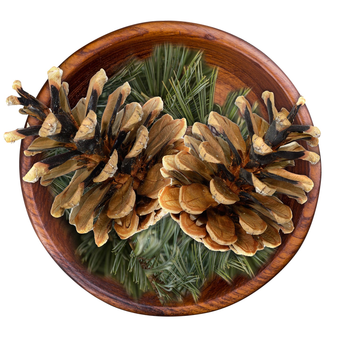 Aceto di pino biologico 
